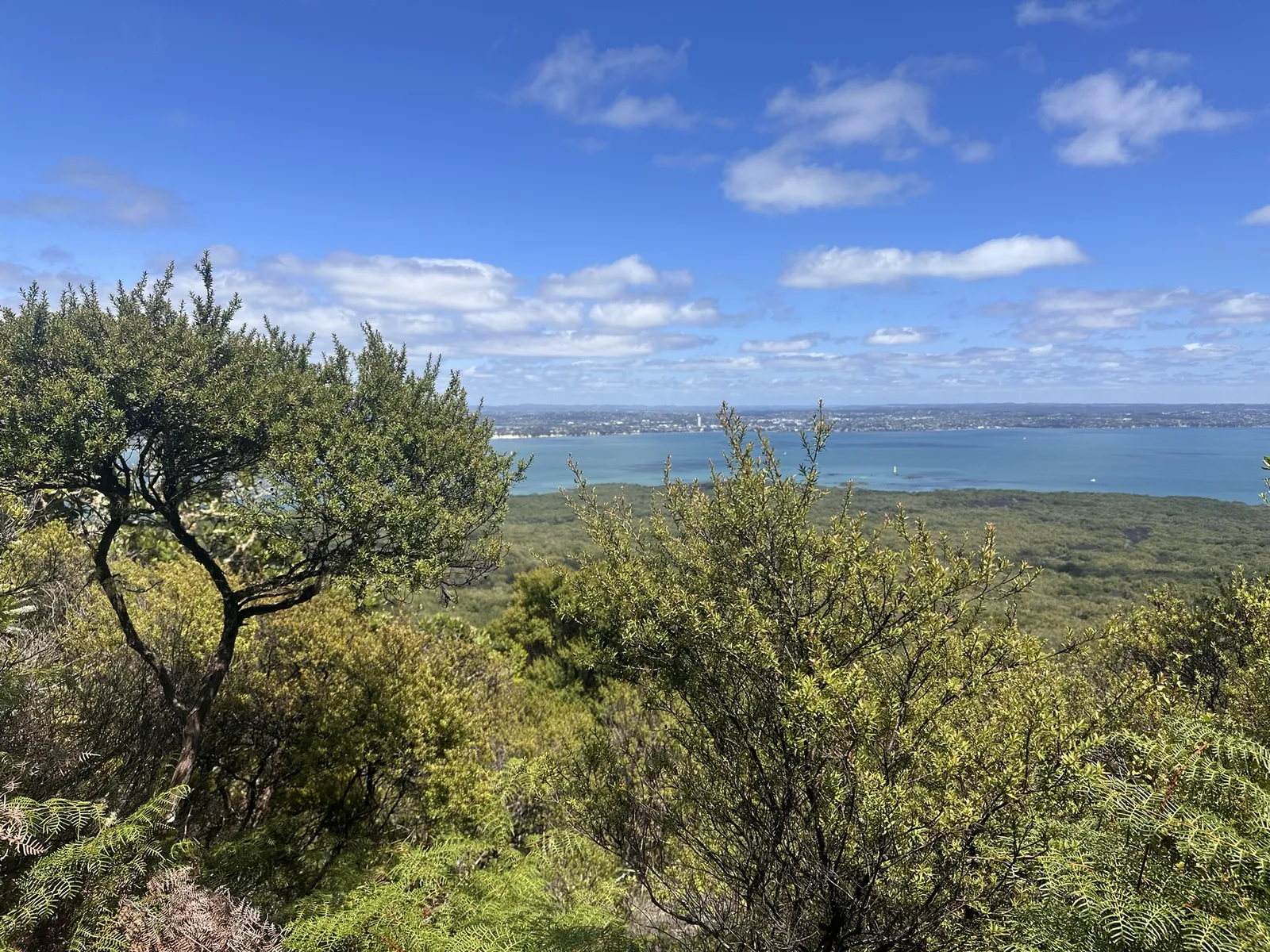 Native bush on Rangitoto Island sloping down to the blue Hauraki Gulf, with Auckland in the distance